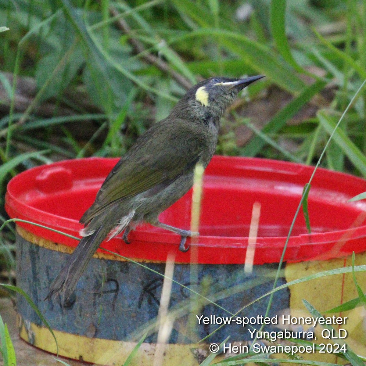 Yellow-spotted Honeyeater - ML616089521