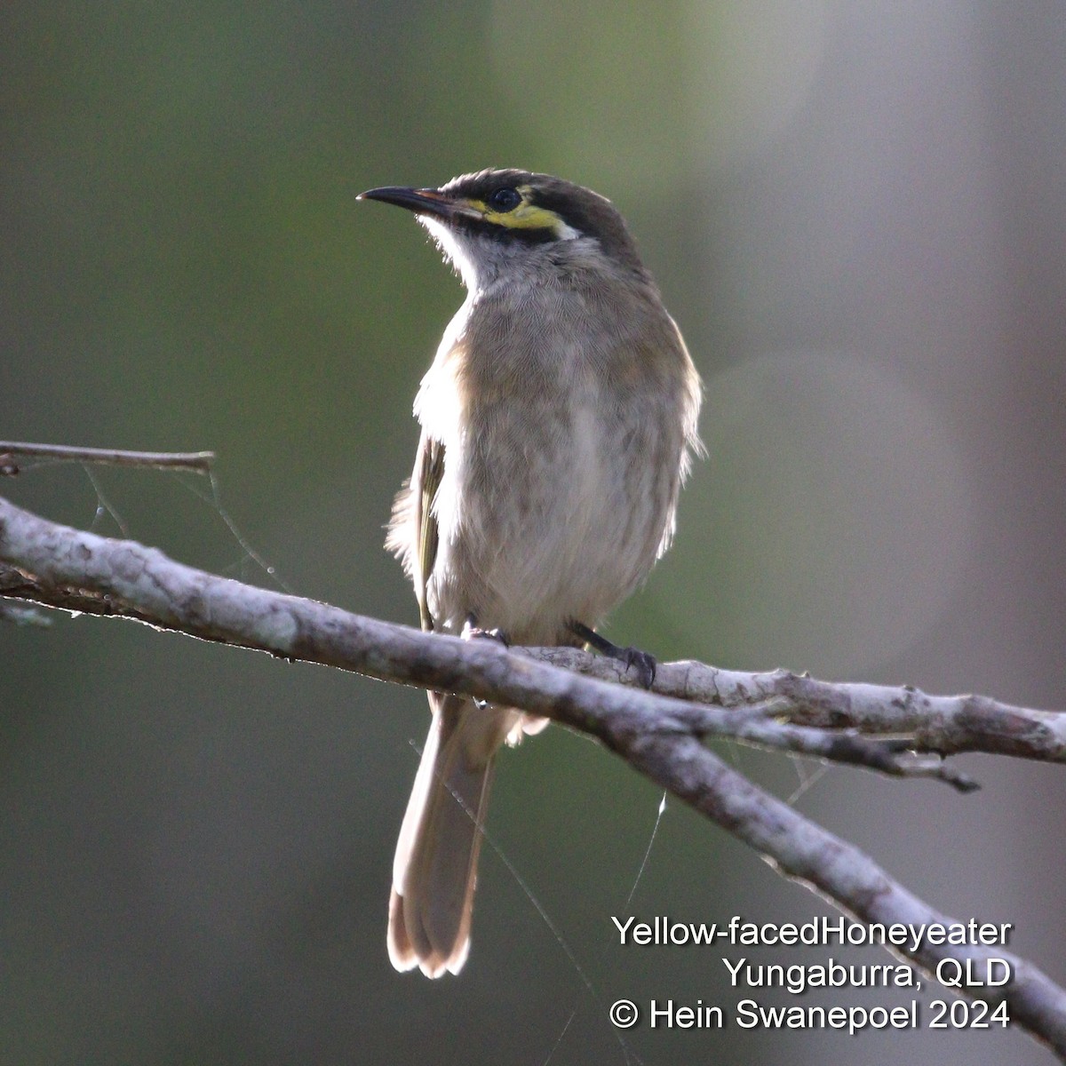 Yellow-faced Honeyeater - ML616089542