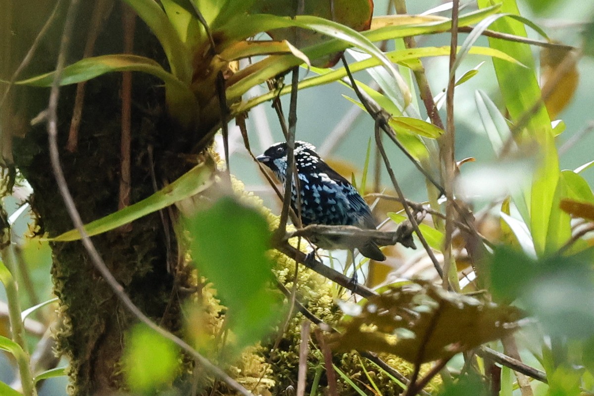 Beryl-spangled Tanager - Lyle Hamilton