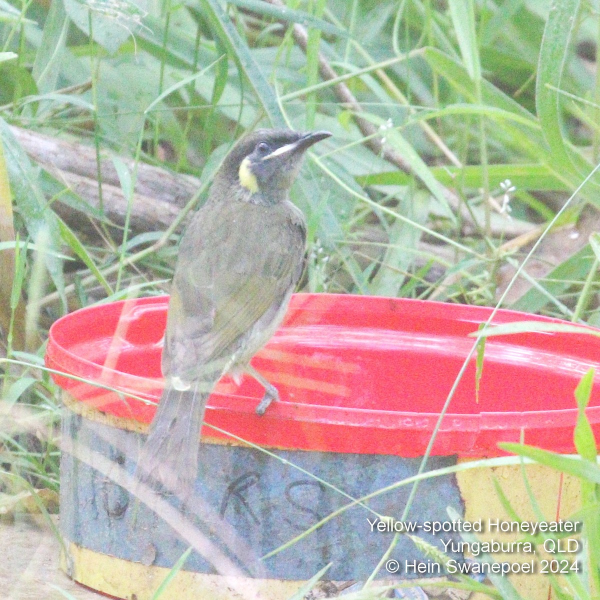 Yellow-spotted Honeyeater - ML616089558