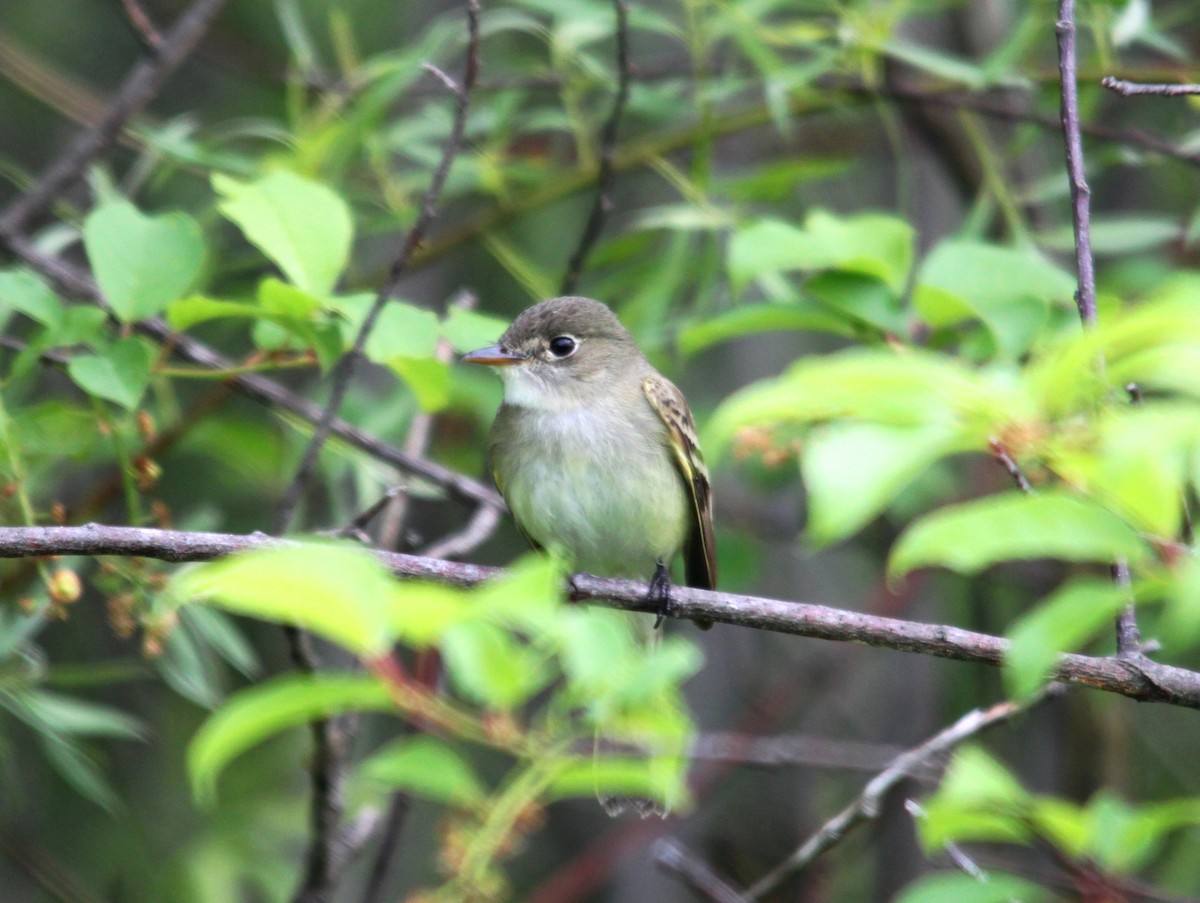 Alder Flycatcher - ML616089616