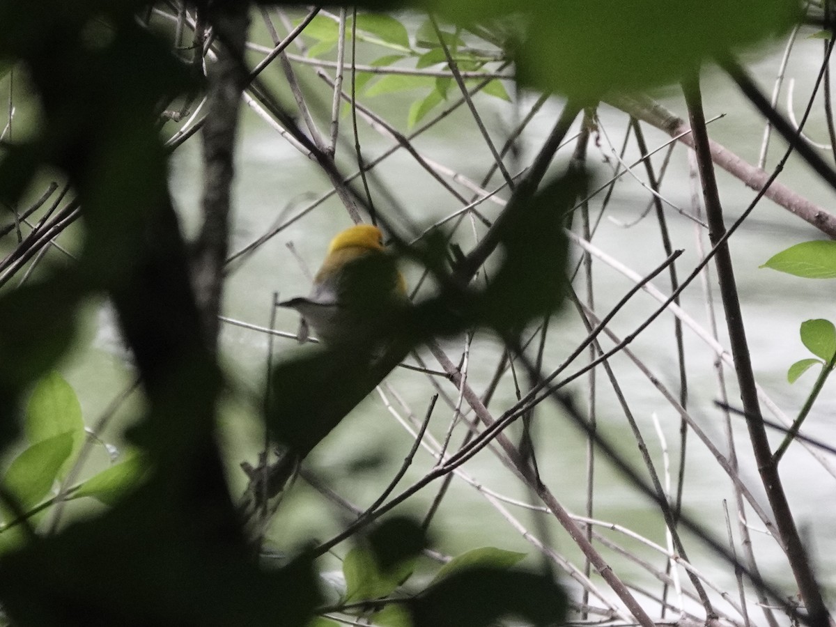 Prothonotary Warbler - ML616089678