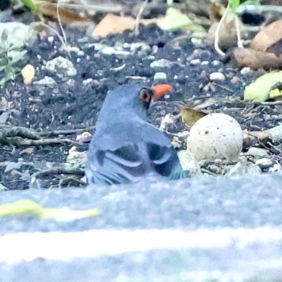 Red-legged Thrush (Antillean) - Gino Ellison