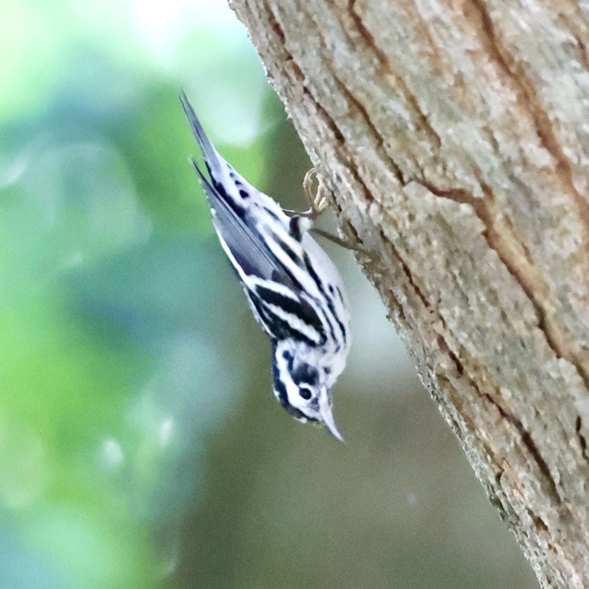 Black-and-white Warbler - ML616089815