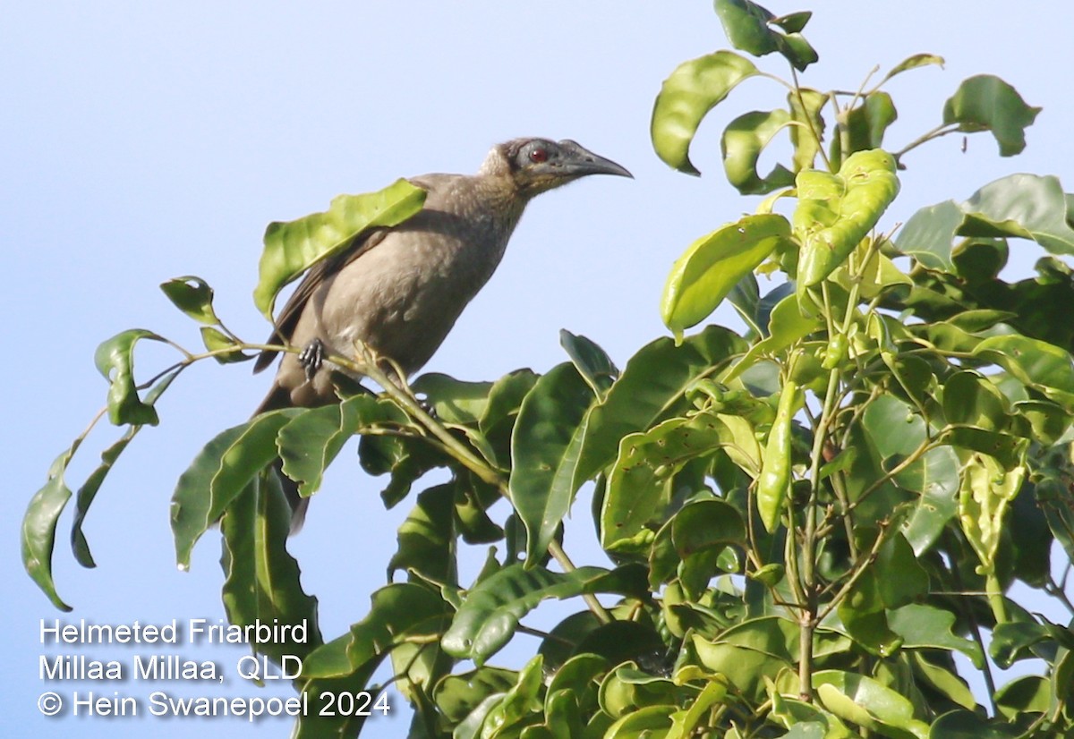 Helmeted Friarbird - ML616089842