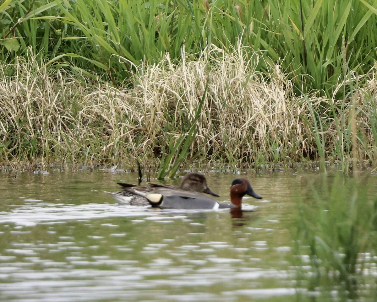 Green-winged Teal - ML616089852