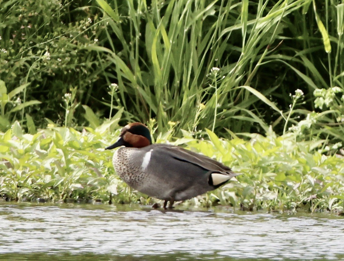 Green-winged Teal - ML616089853