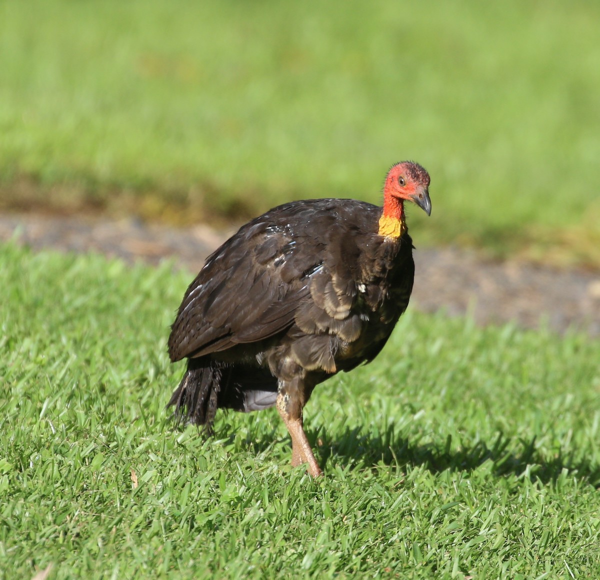 Australian Brushturkey - ML616089862