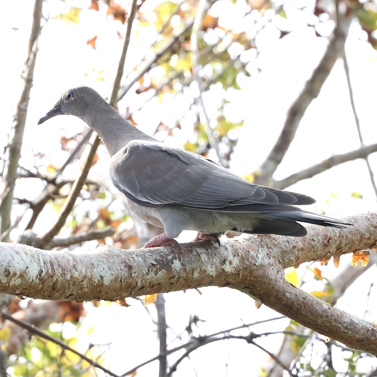 Plain Pigeon - ML616089880