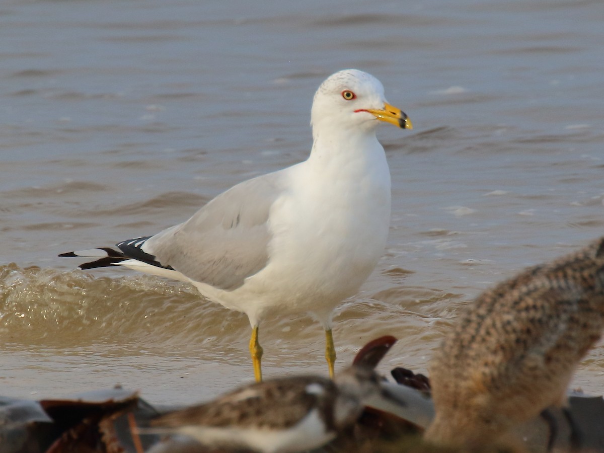 Ring-billed Gull - ML616089889