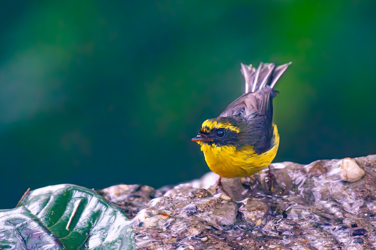 Yellow-bellied Fairy-Fantail - ML616089898
