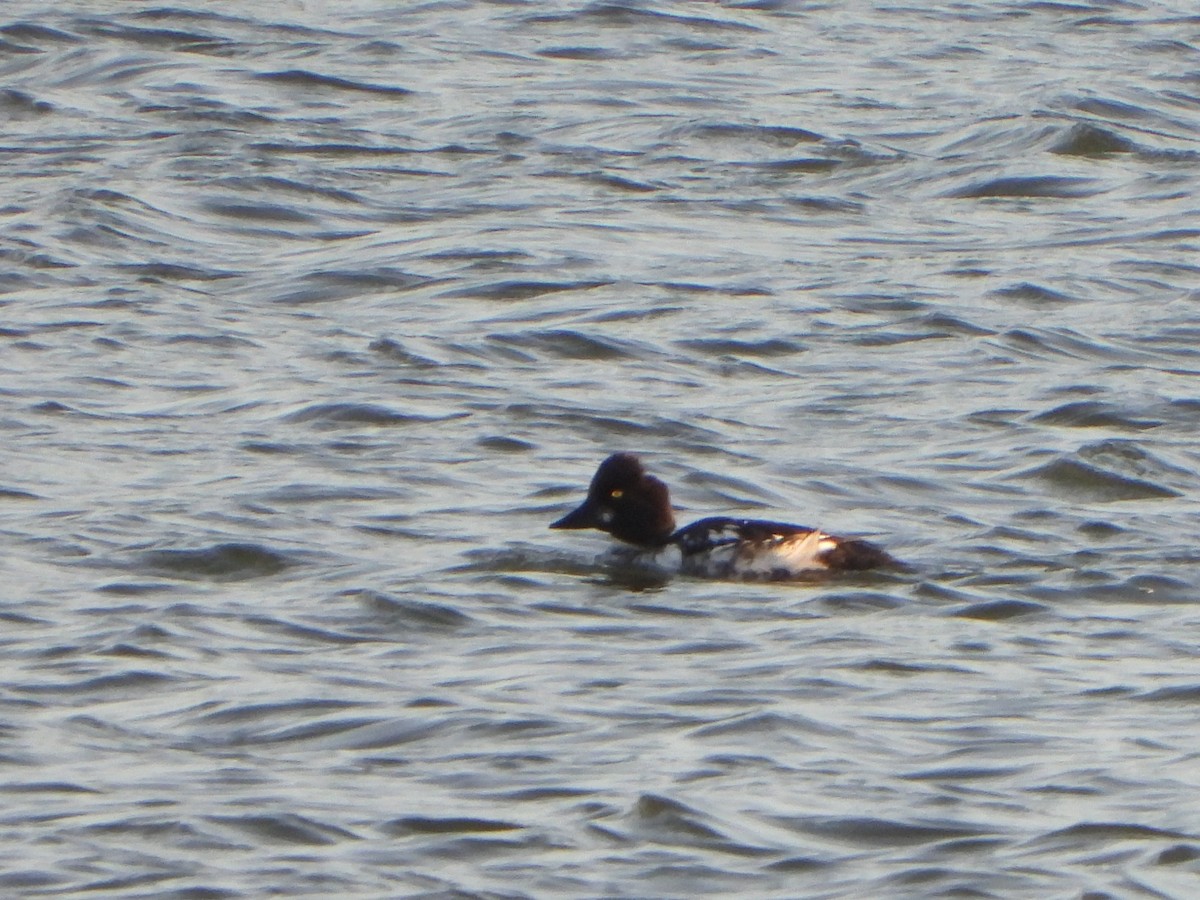 Common Goldeneye - ML616089913