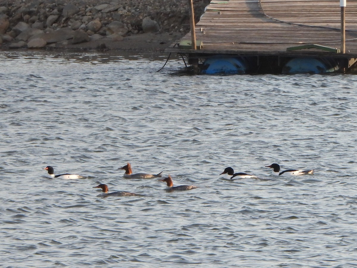 Common Merganser - ML616089917