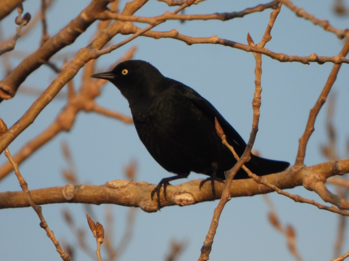 Rusty Blackbird - ML616089925