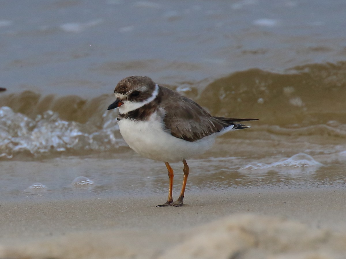 Semipalmated Plover - ML616089990