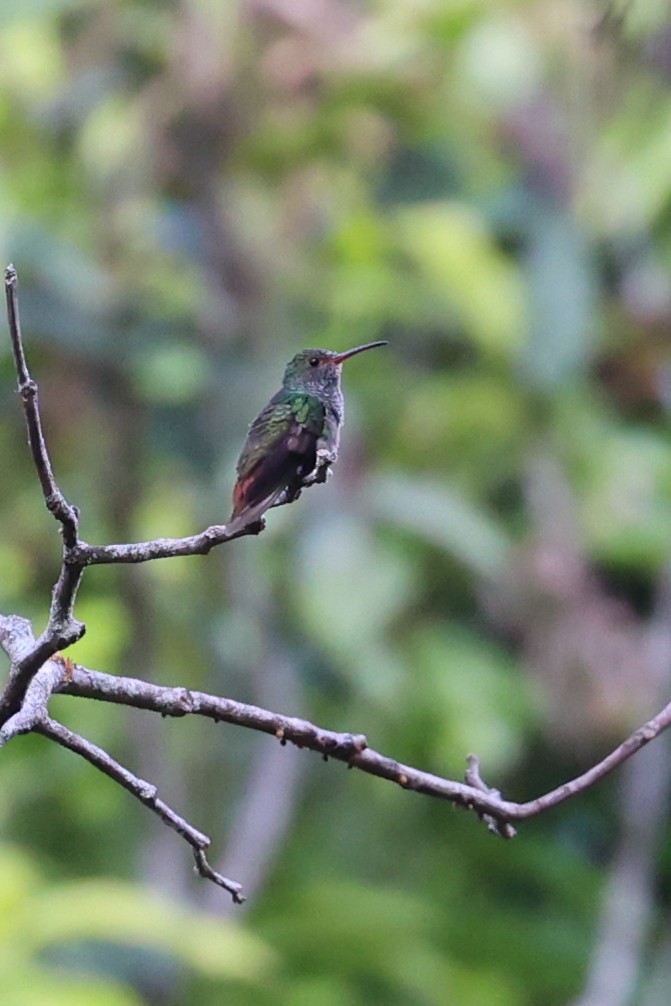 Rufous-tailed Hummingbird - Lu C.