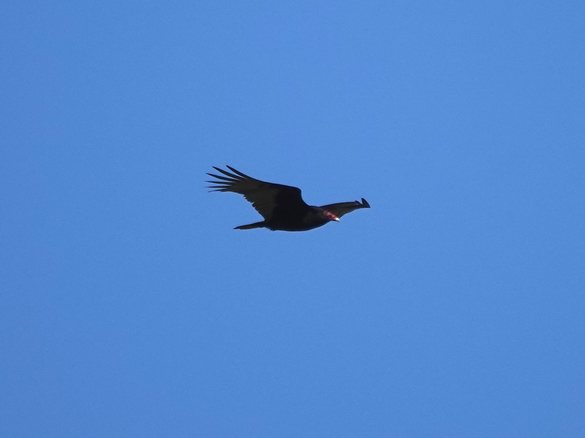 Turkey Vulture - ML616090052