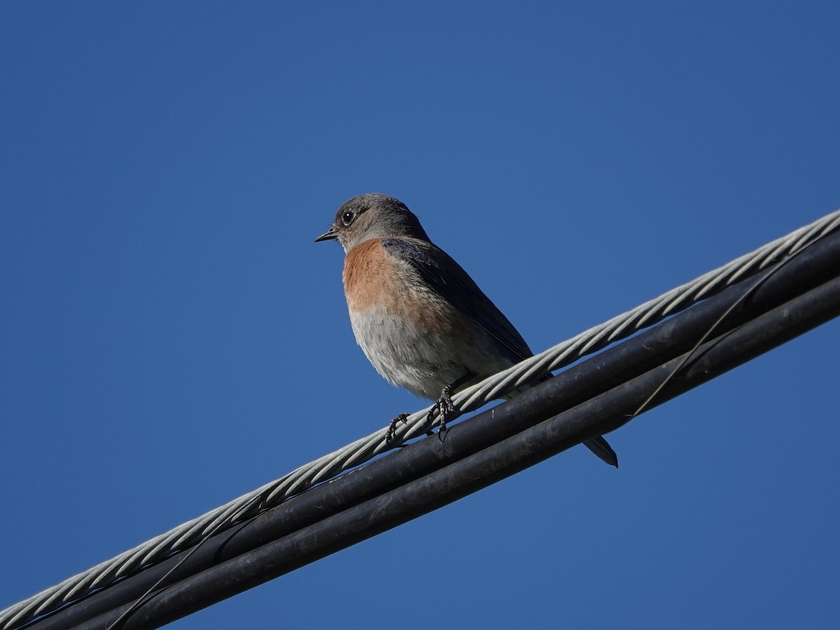 Western Bluebird - ML616090058