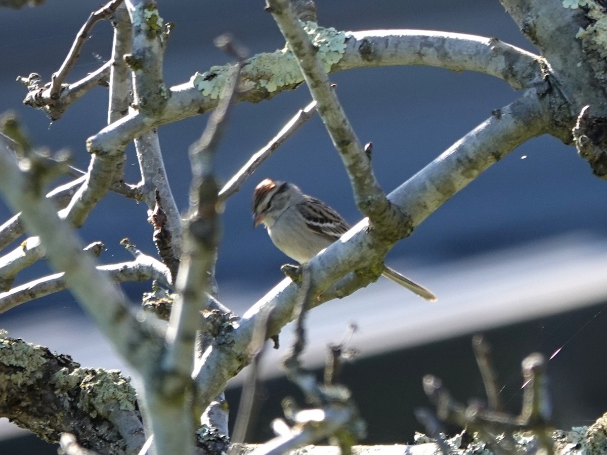 Chipping Sparrow - Norman Uyeda