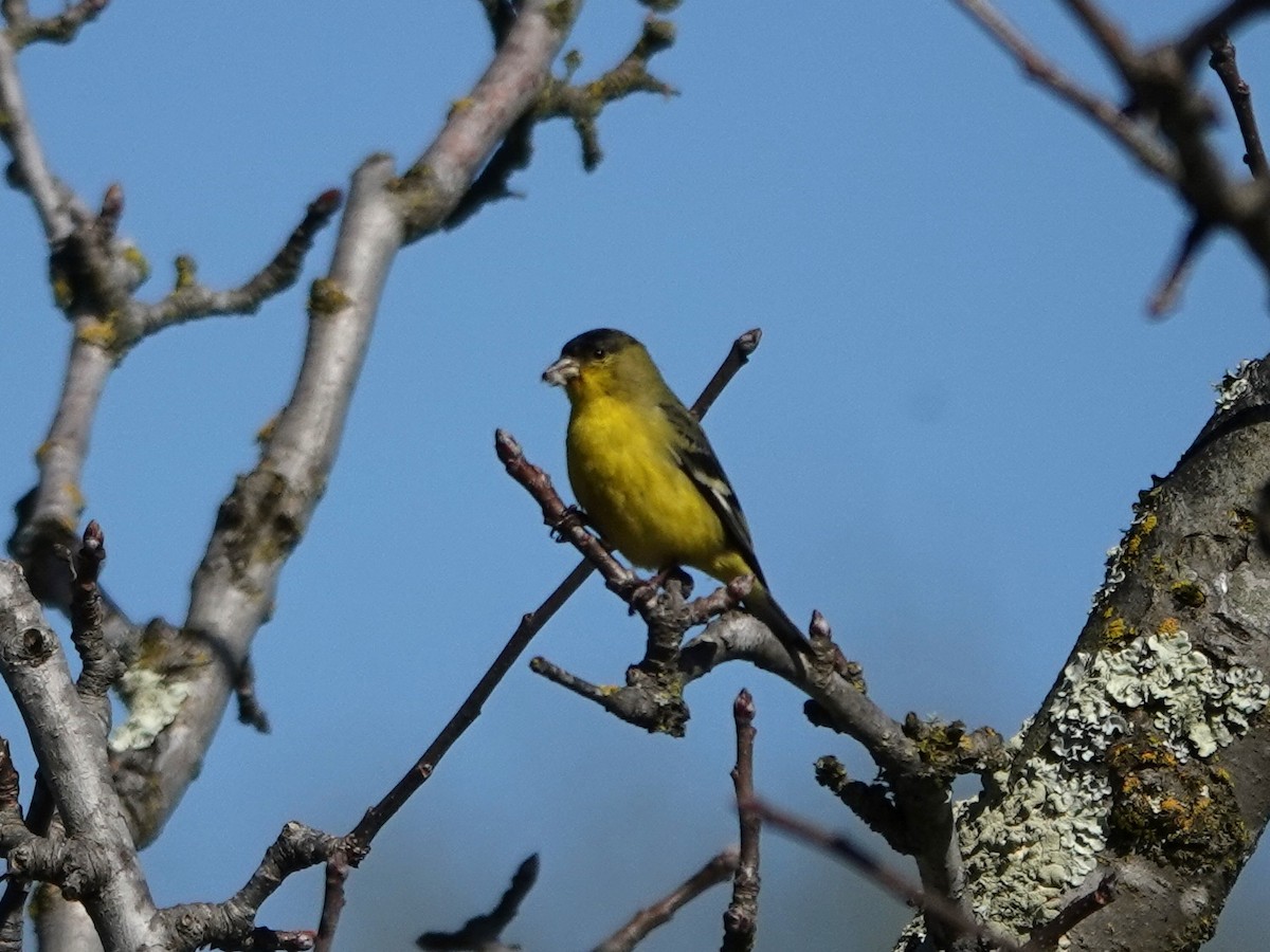 Lesser Goldfinch - Norman Uyeda