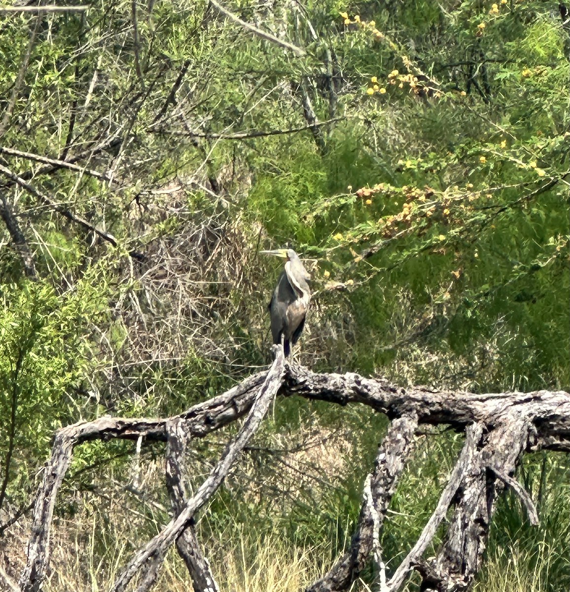 Bare-throated Tiger-Heron - ML616090185