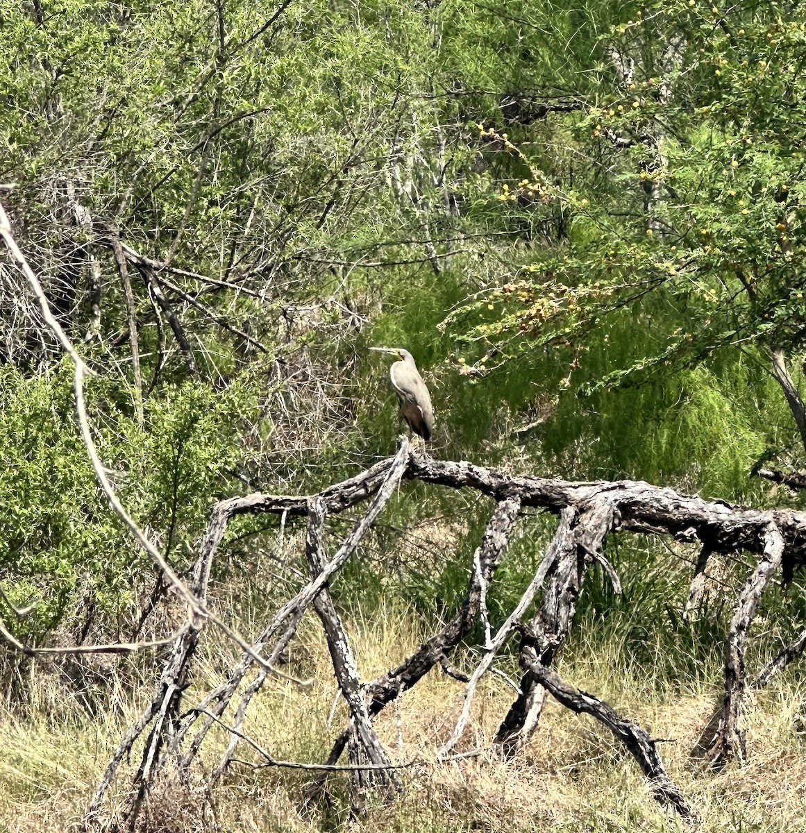 Bare-throated Tiger-Heron - ML616090187