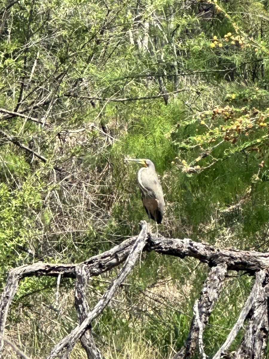 Bare-throated Tiger-Heron - ML616090189