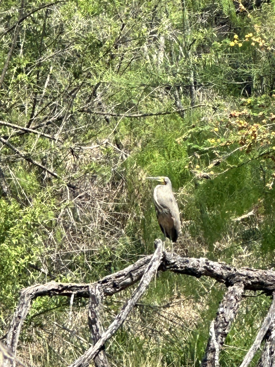 Bare-throated Tiger-Heron - ML616090190