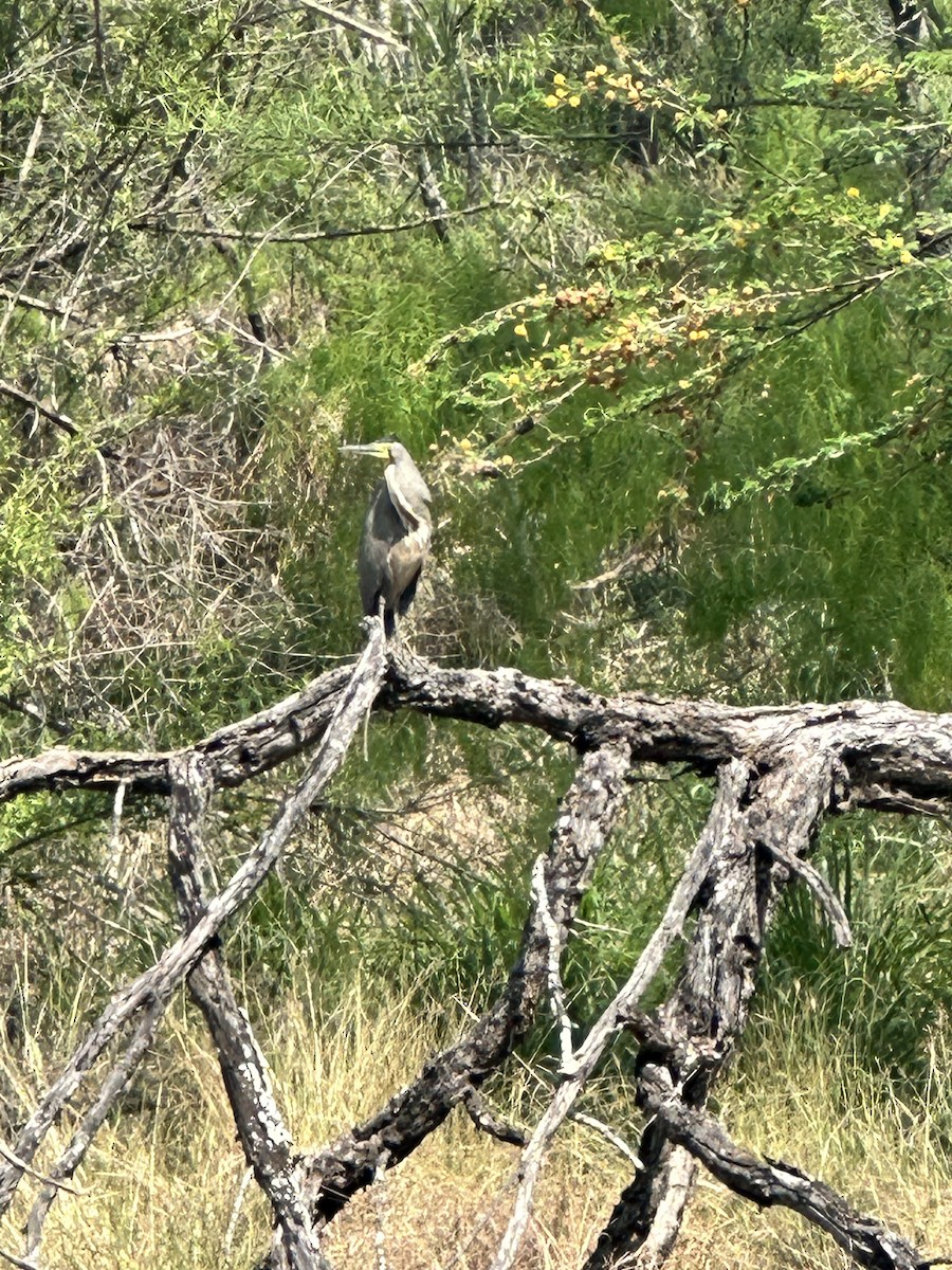 Bare-throated Tiger-Heron - ML616090191