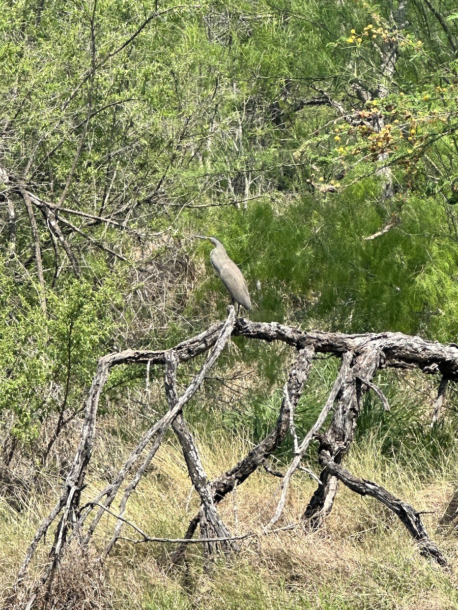 Bare-throated Tiger-Heron - ML616090192