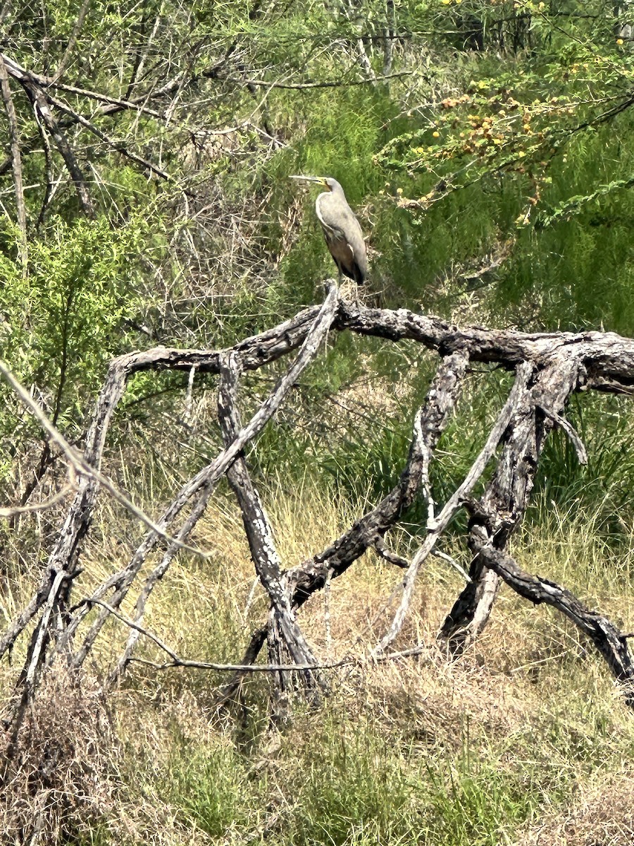 Bare-throated Tiger-Heron - ML616090193