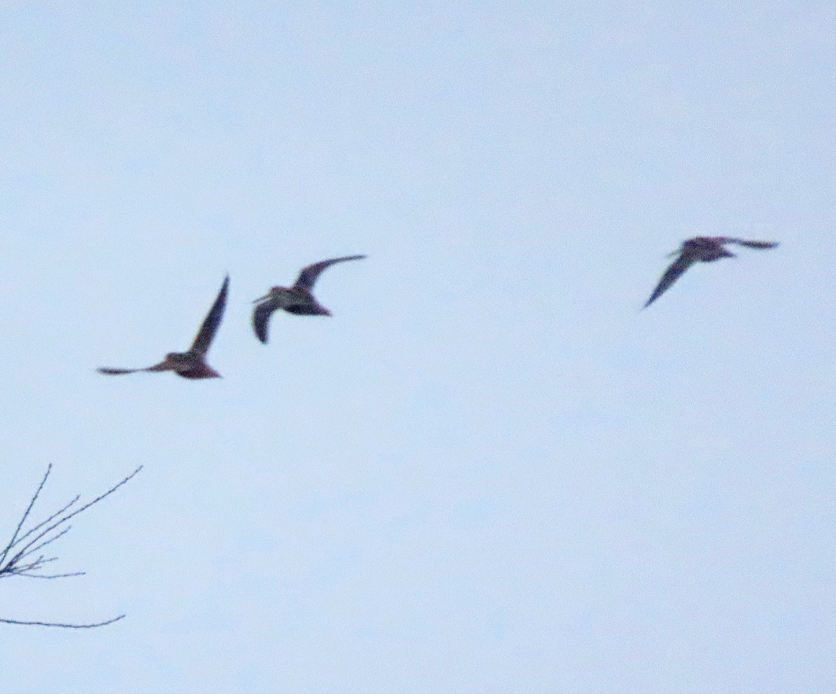 Wilson's Snipe - ML616090218