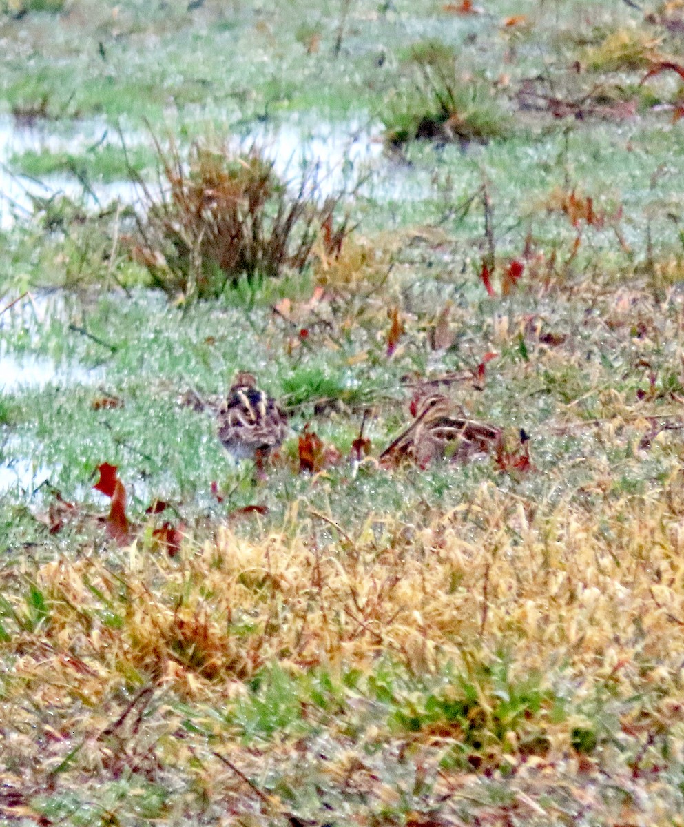 Wilson's Snipe - ML616090222