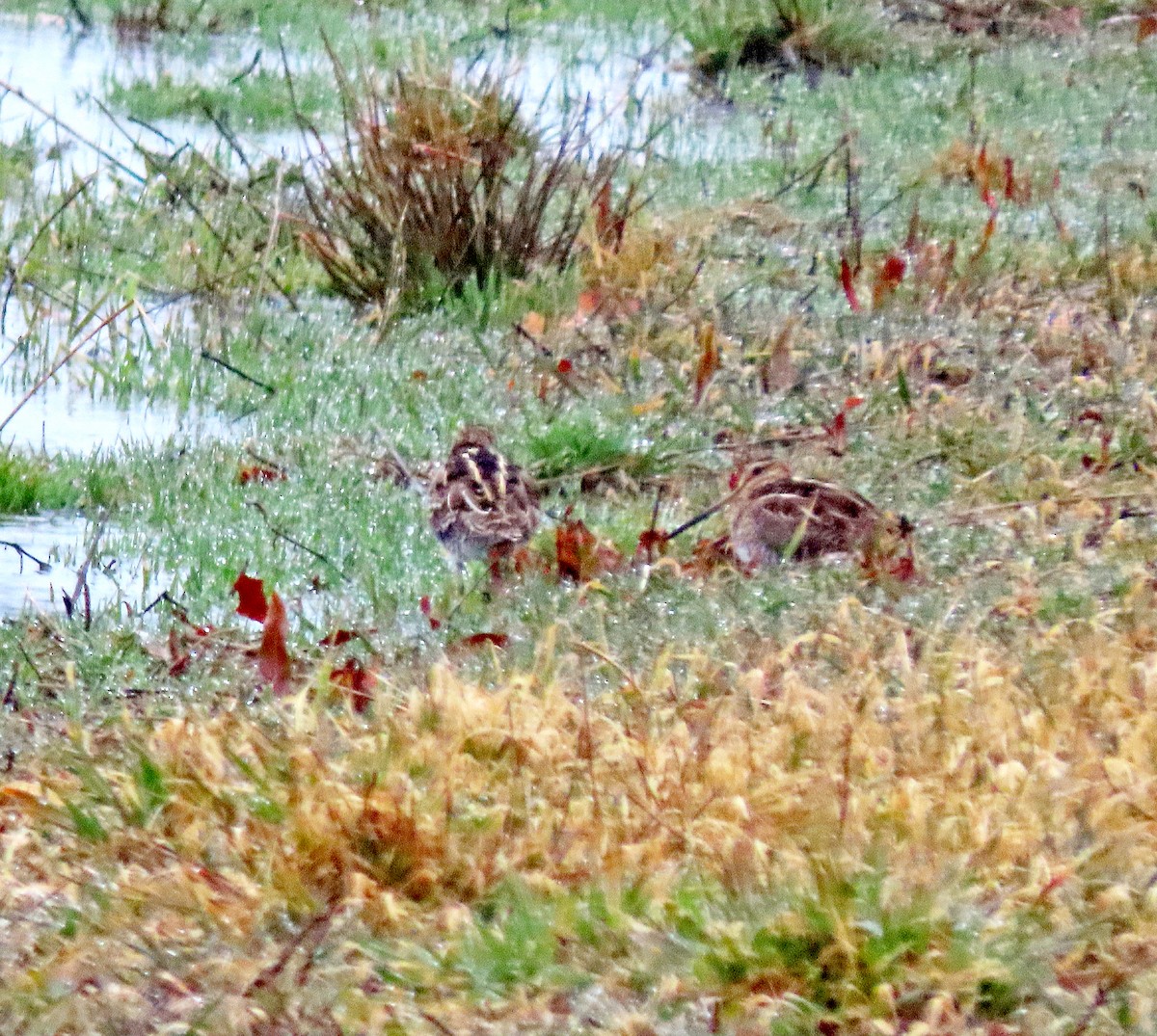 Wilson's Snipe - ML616090224