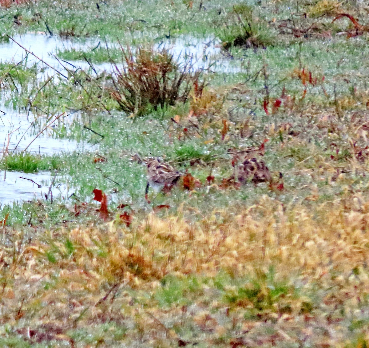 Wilson's Snipe - ML616090225