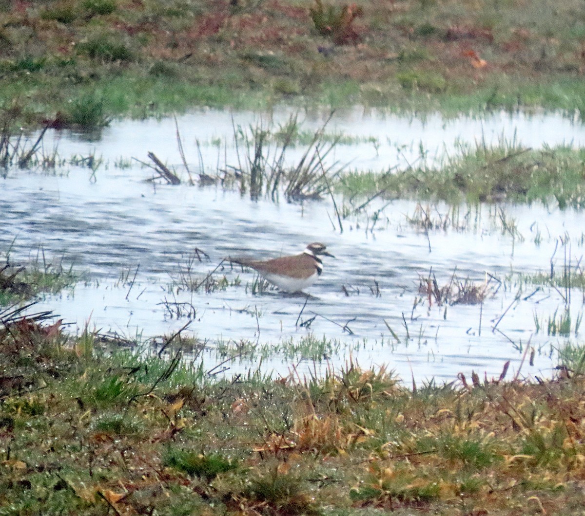 Killdeer - ML616090237