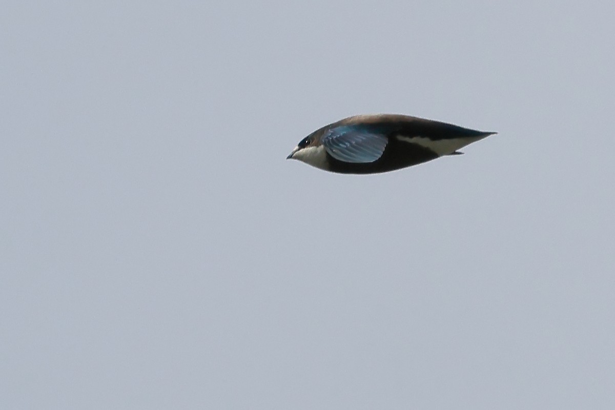 White-throated Needletail - Michael Rutkowski