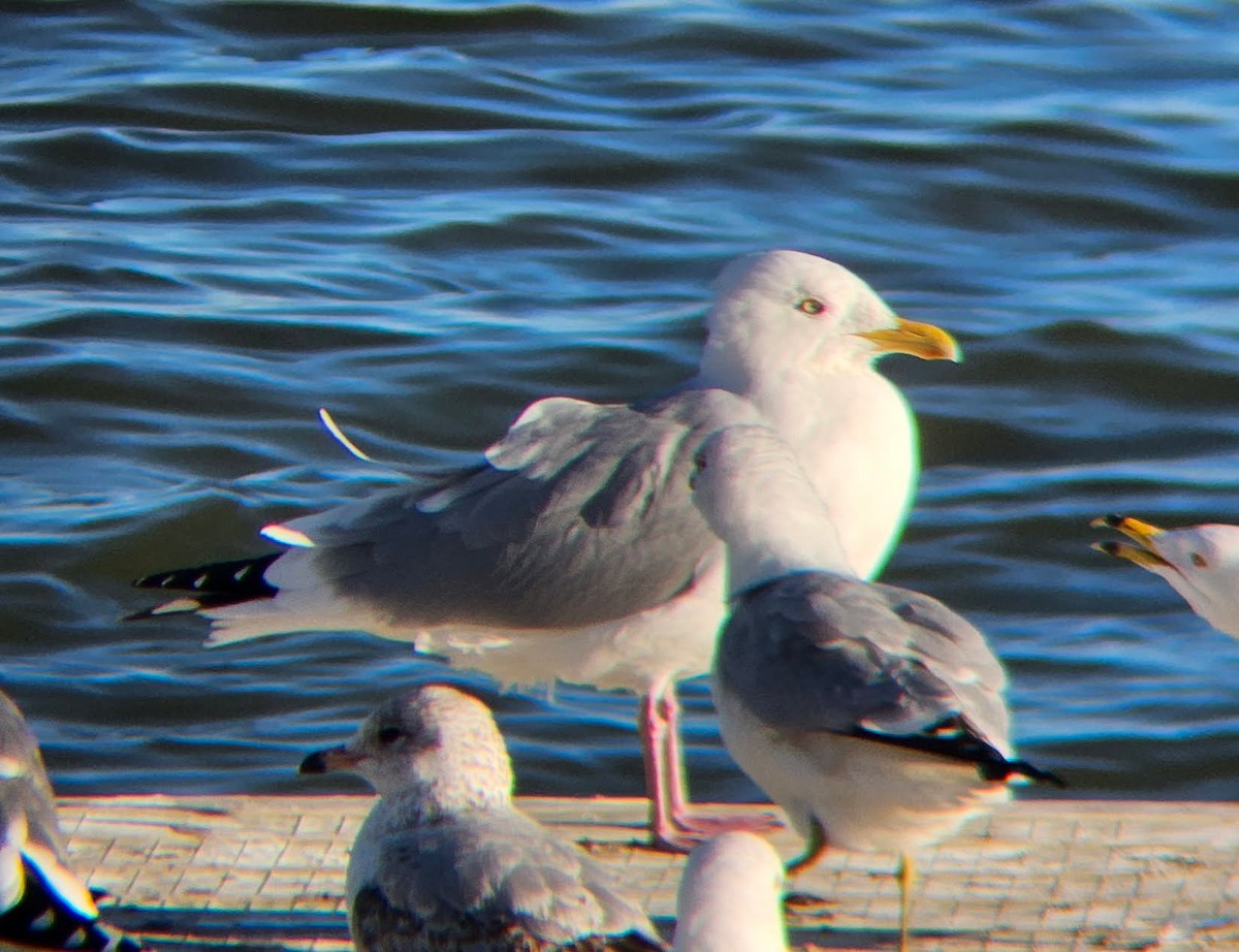 Herring Gull - Ryan Bart