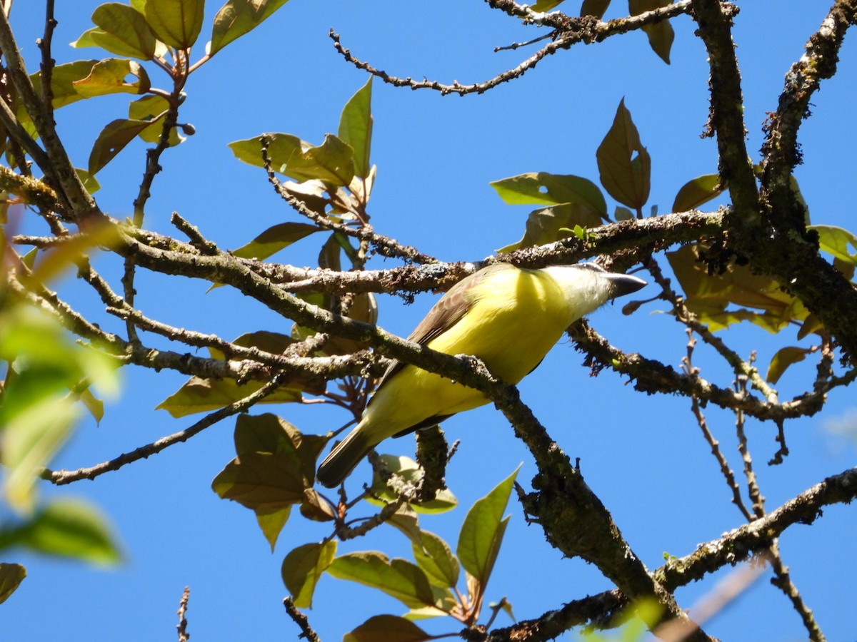 Boat-billed Flycatcher - ML616090348