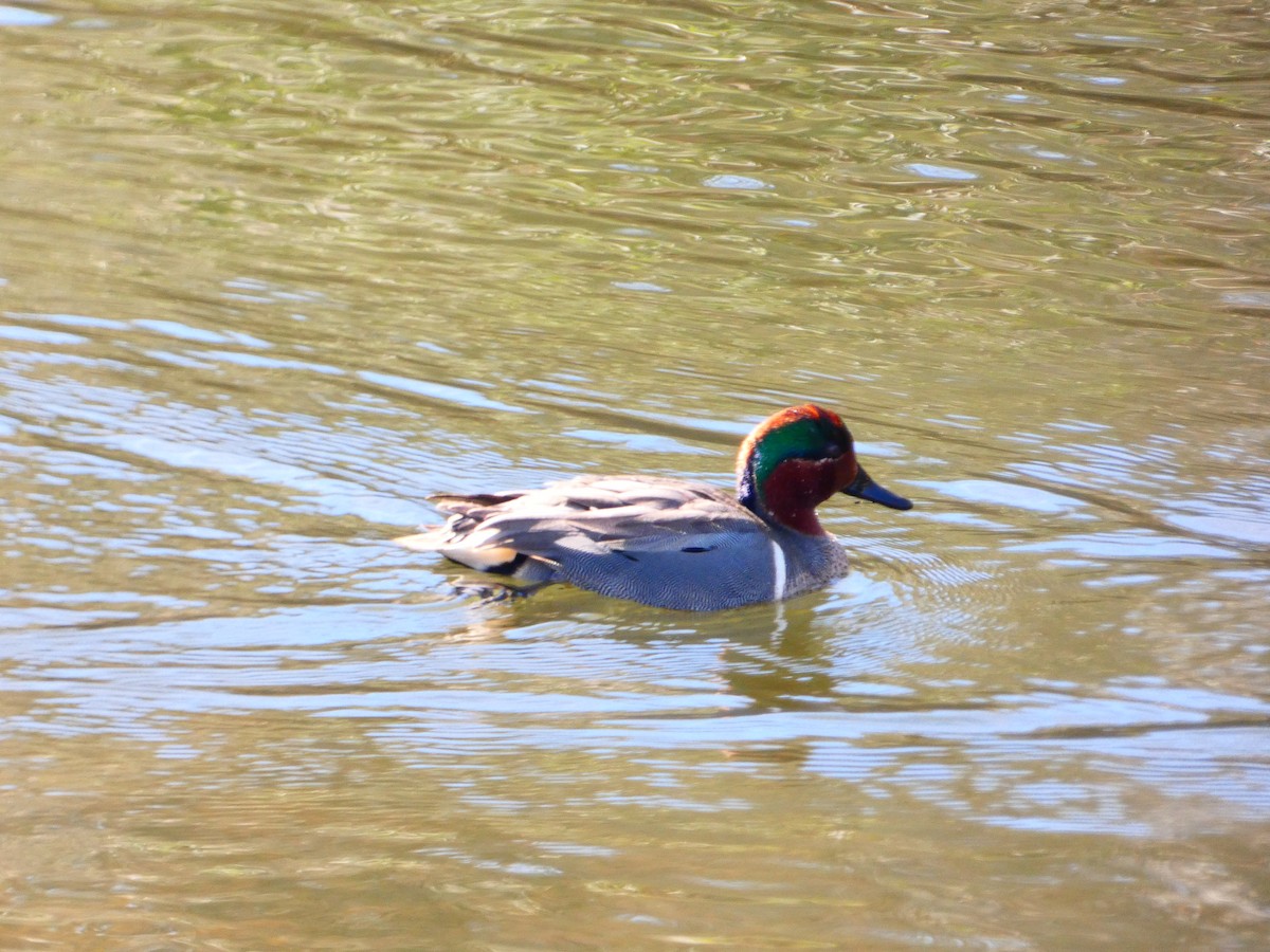 Green-winged Teal - ML616090362