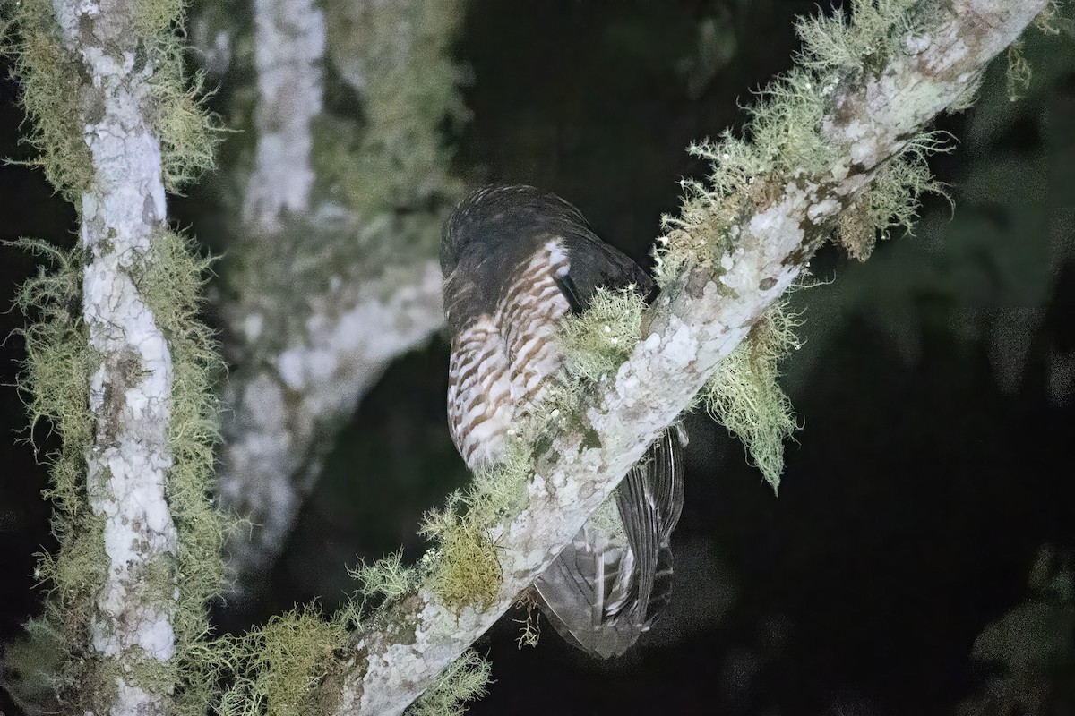 Band-bellied Owl - Andrew Newmark