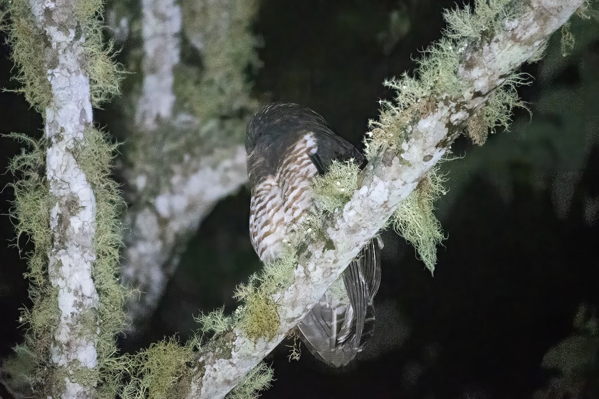 Band-bellied Owl - ML616090363