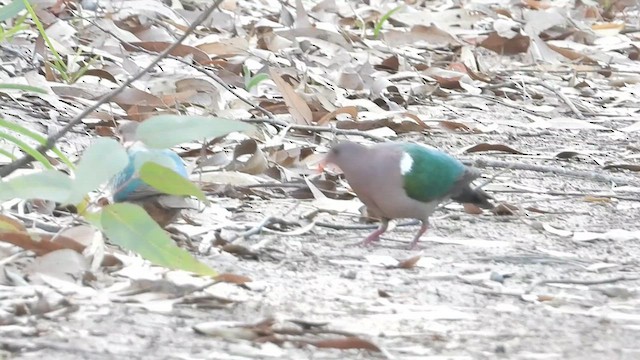 Pacific Emerald Dove - ML616090391