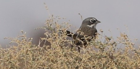 Sagebrush/Bell's Sparrow (Sage Sparrow) - ML616090402