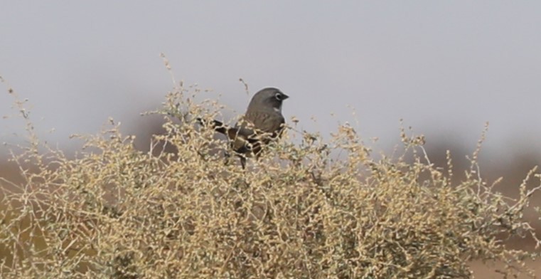 Sagebrush/Bell's Sparrow (Sage Sparrow) - ML616090404