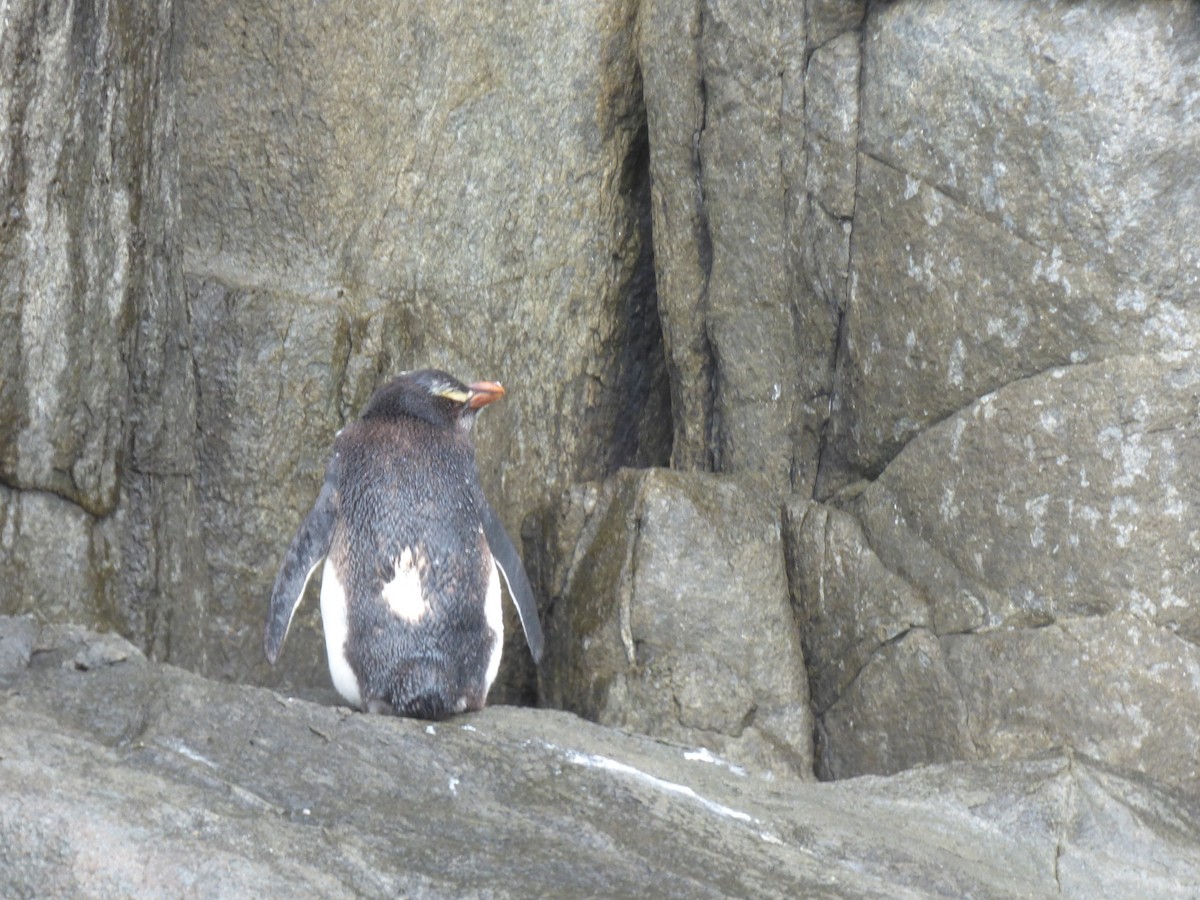 Толстоклювый пингвин - ML616090422