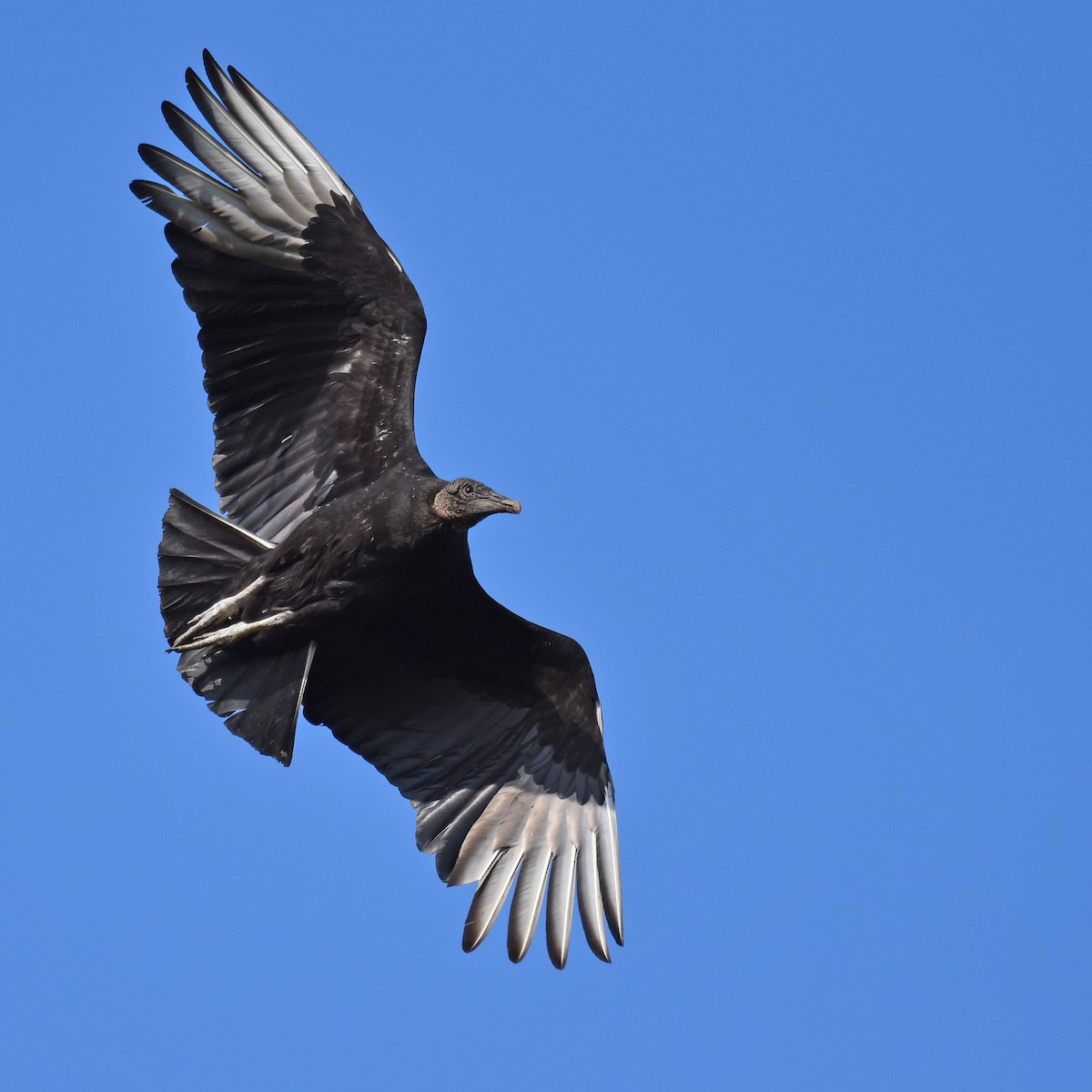 Black Vulture - ML616090511