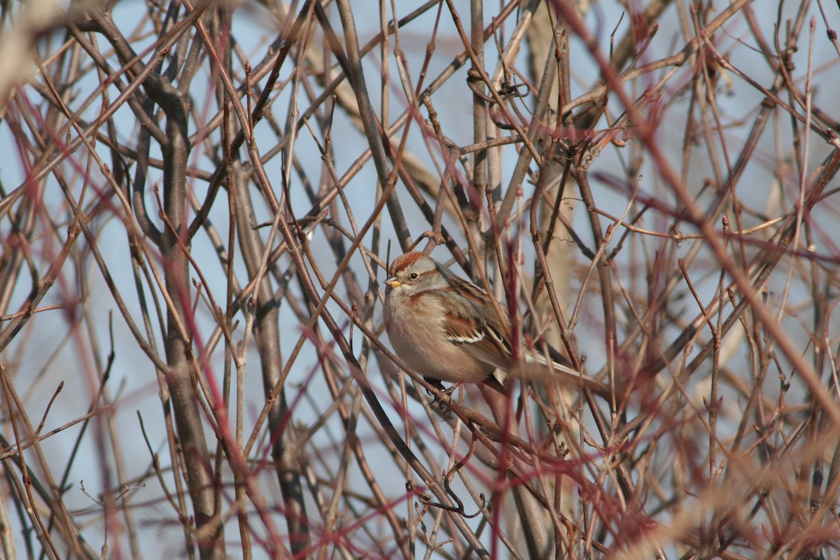 American Tree Sparrow - ML616090549