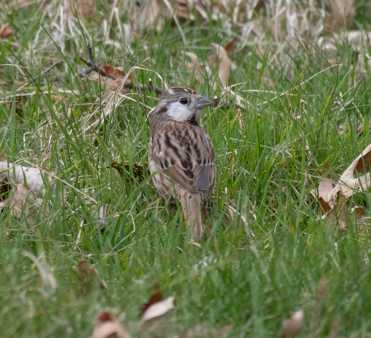 Song Sparrow - ML616090563