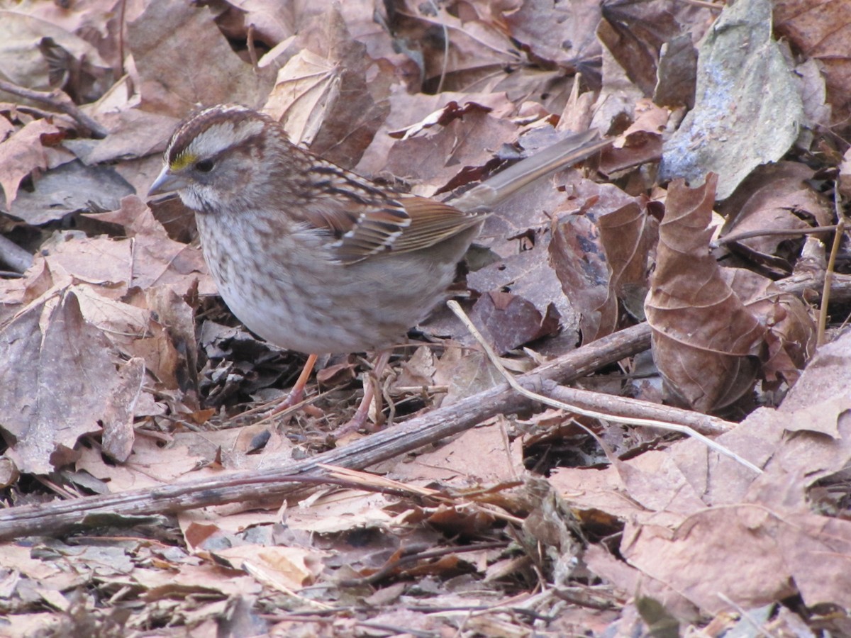 White-throated Sparrow - ML616090592